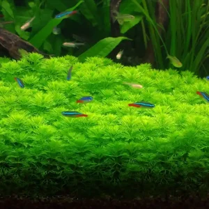 Sumpffreund: Limnophila sessiliflora -Topf- Preisreduziert